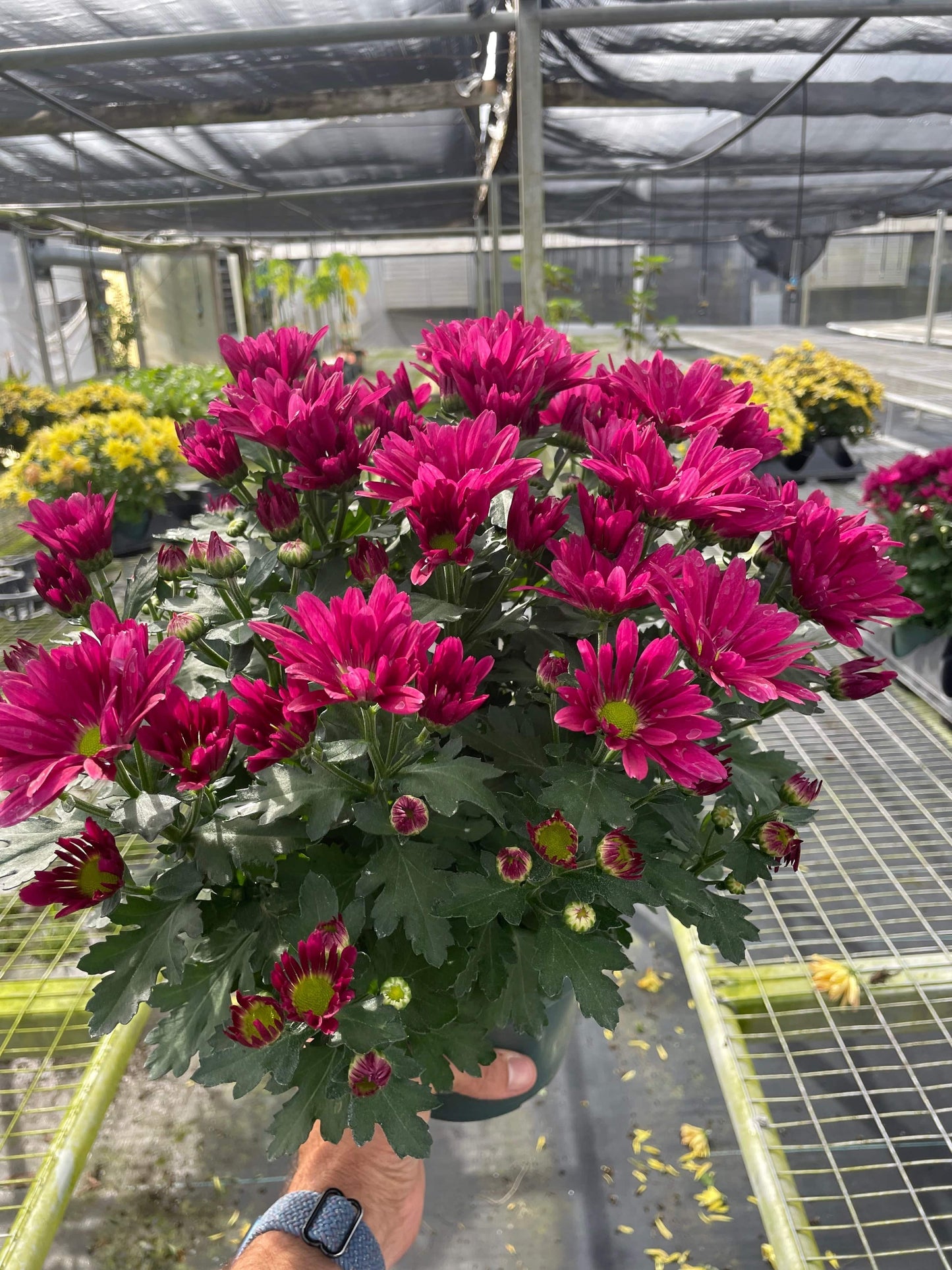 Mums (Chrysanthemum) - Plantonio