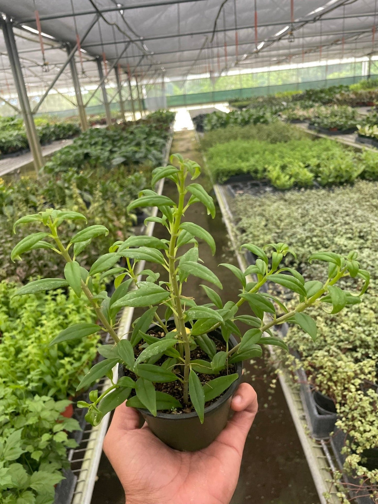 Nematanthus Flying Goldfish - Plantonio