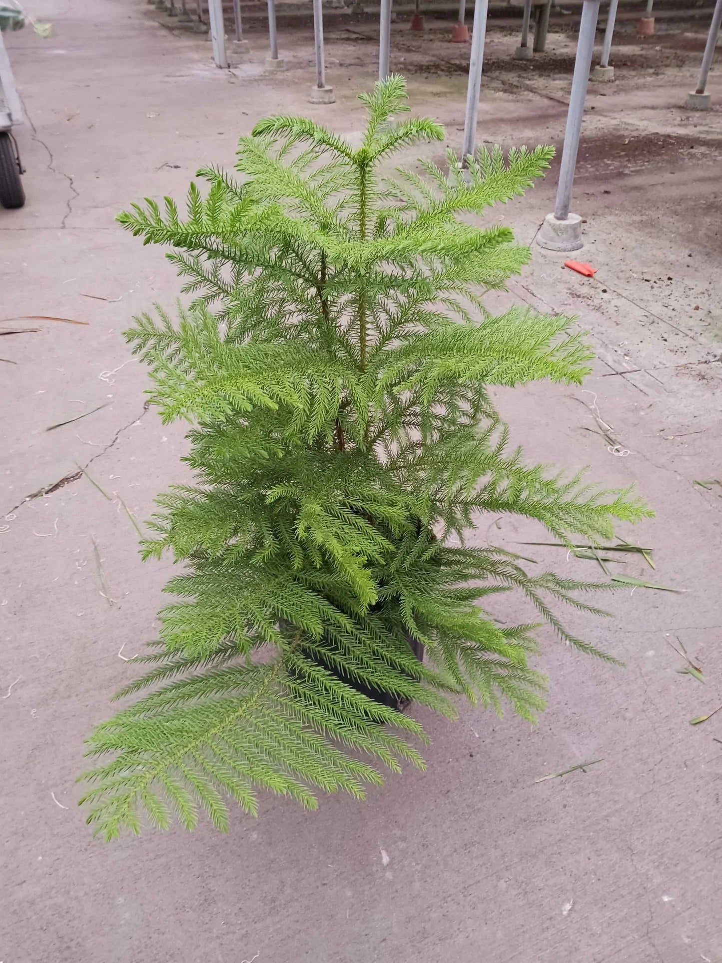 Norfolk 'Island Pine' - Plantonio