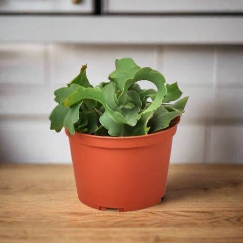 Orchid Cactus 'Curly Sue' - 6" Pot - Plantonio