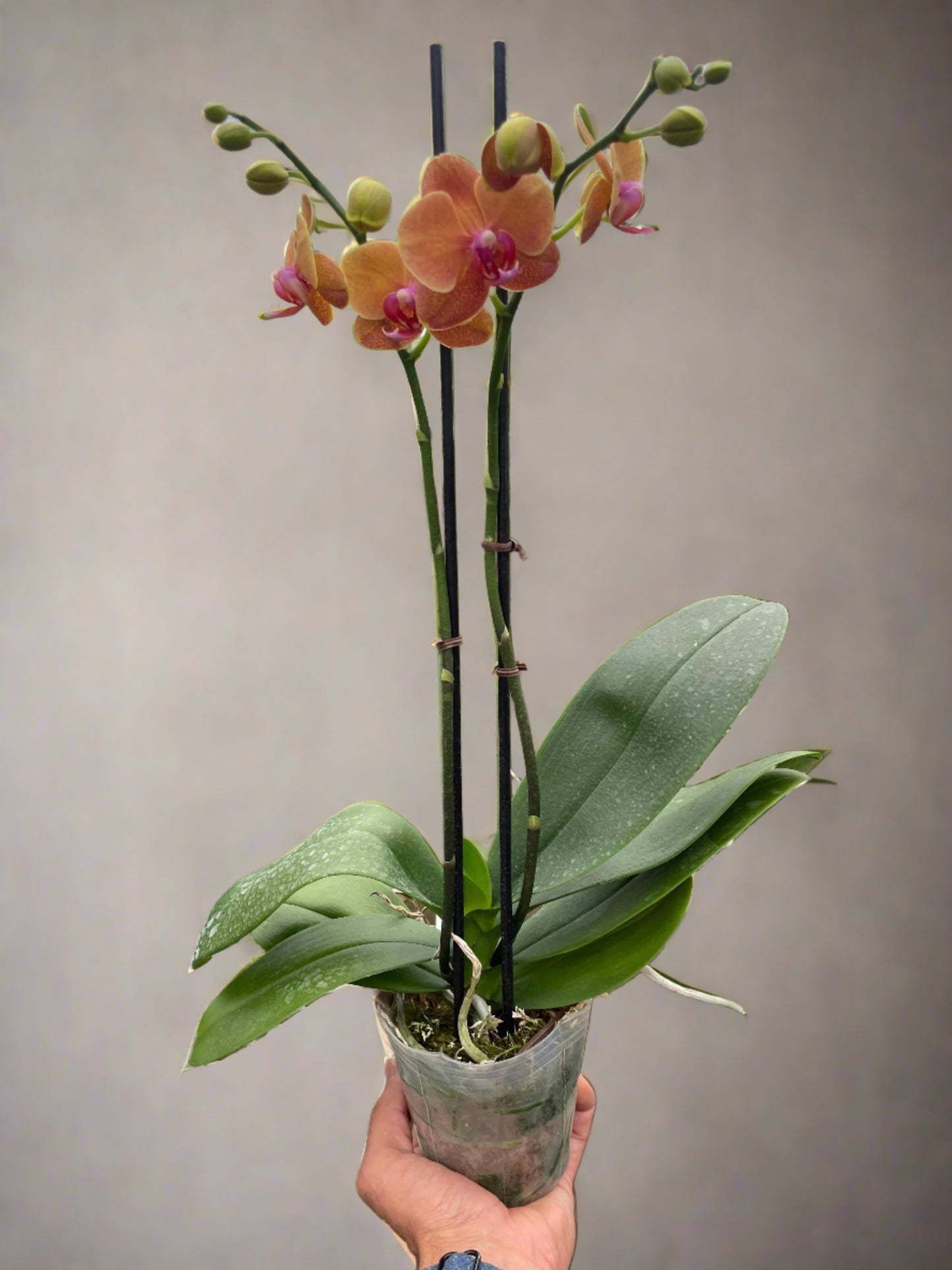 Orchid 'Orange Phalaenopsis' - Plantonio