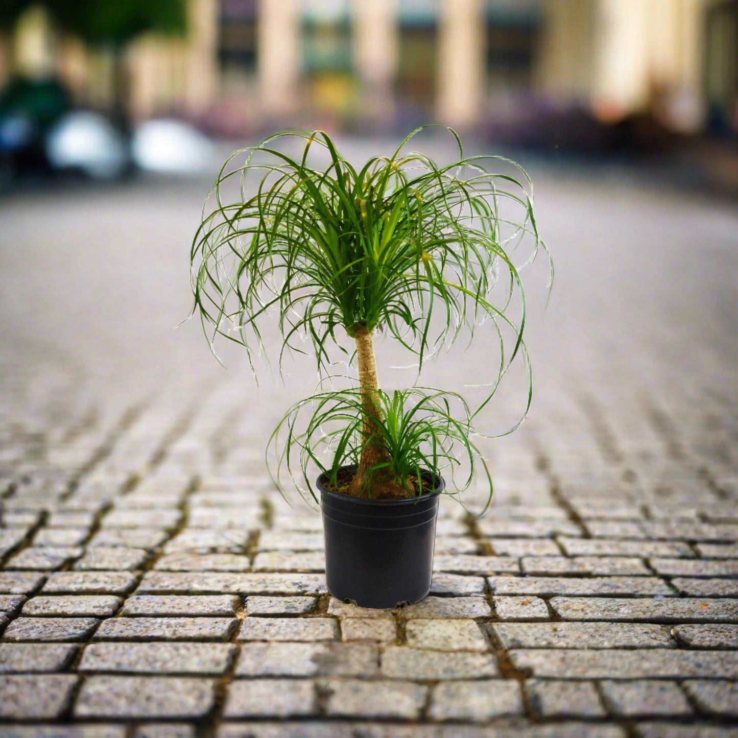 Palm 'Ponytail' - In 10" Pot - Plantonio