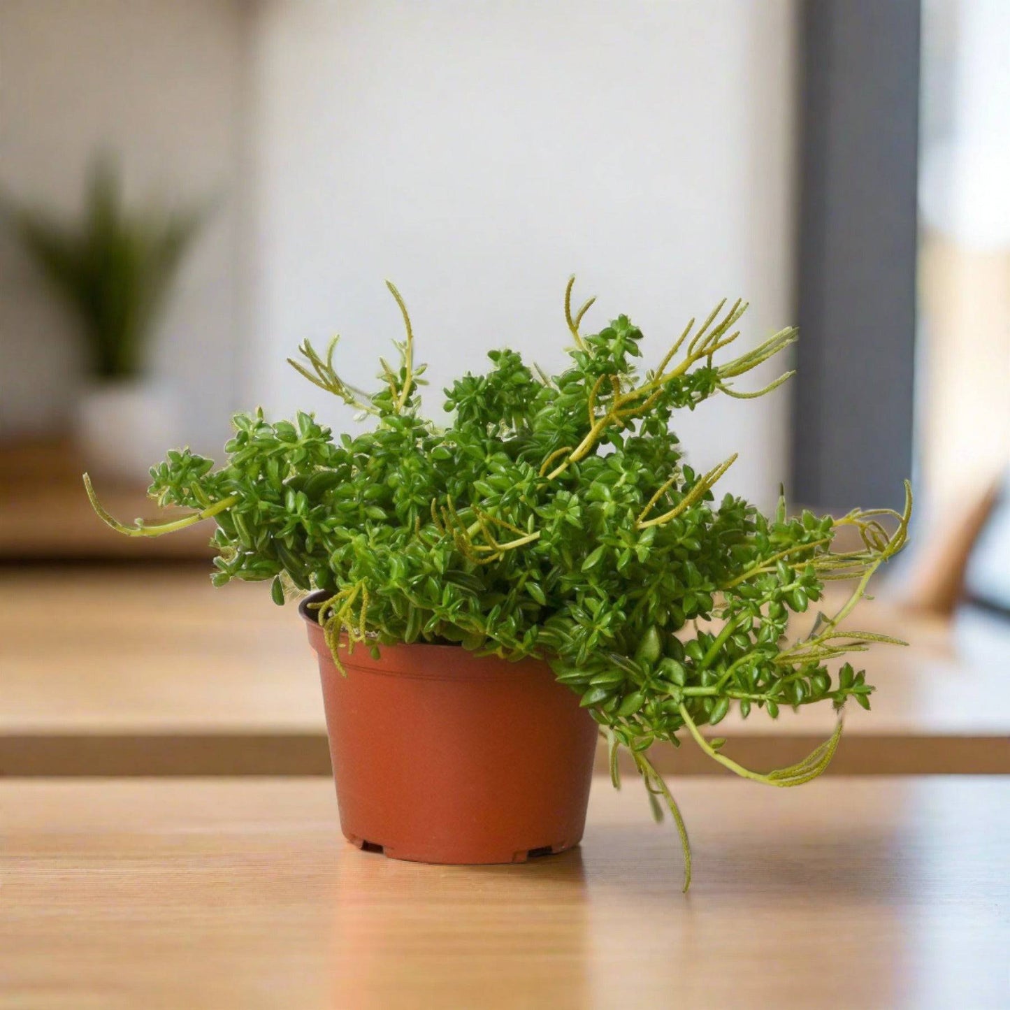 Peperomia 'Axillaris' - Plantonio