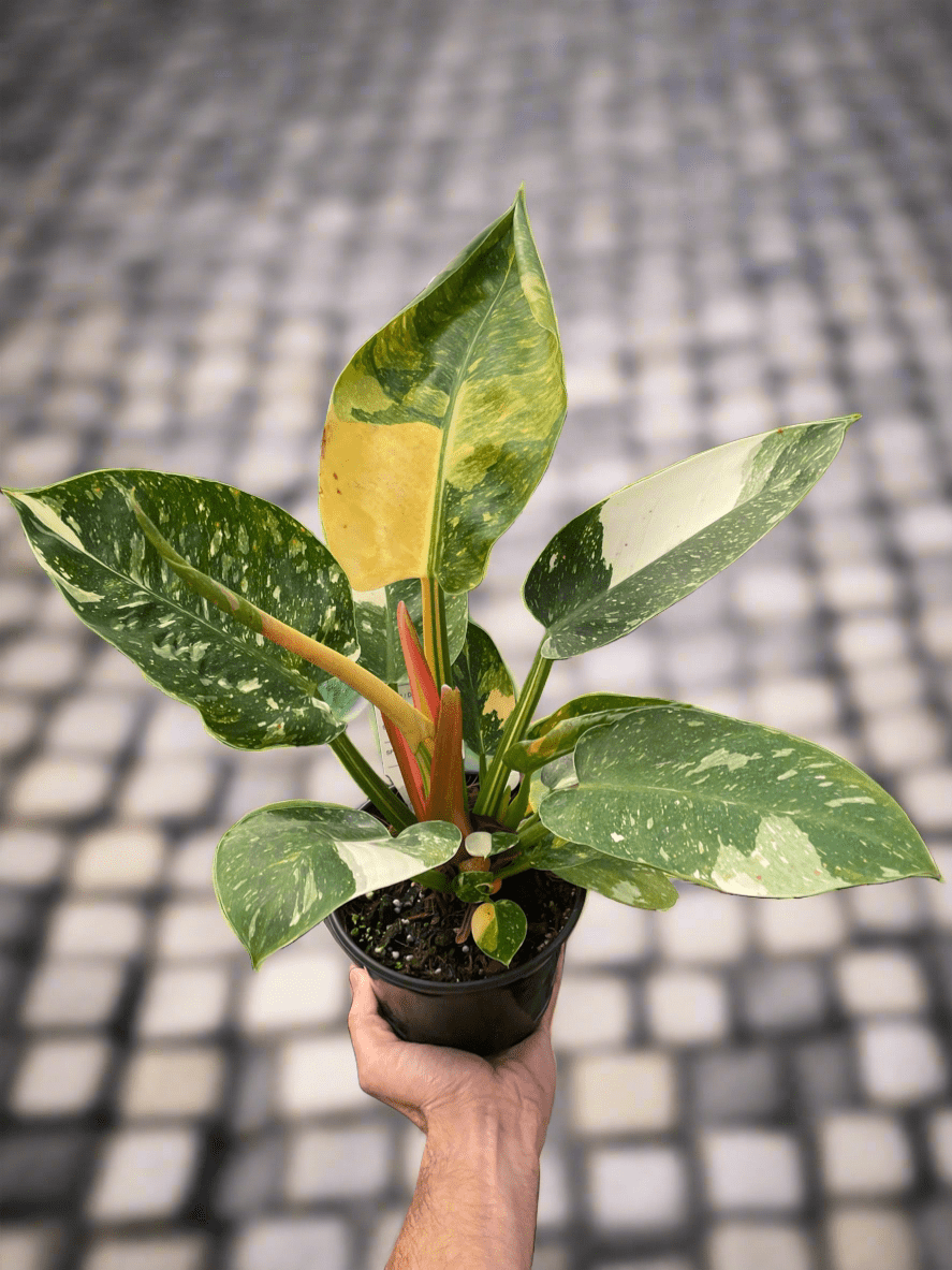Philodendron 'Congo Green Variegated' - Plantonio
