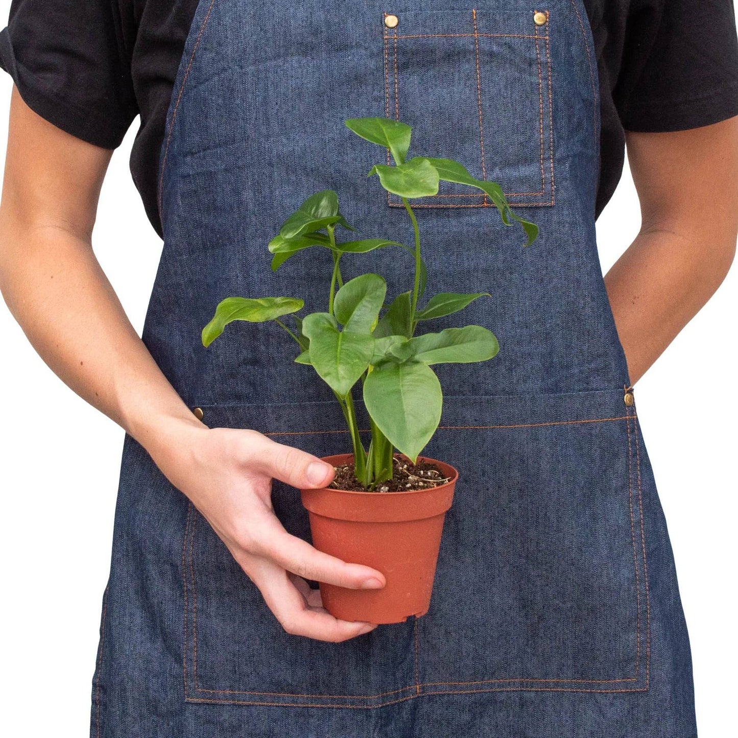 Philodendron 'Goeldii' - Plantonio