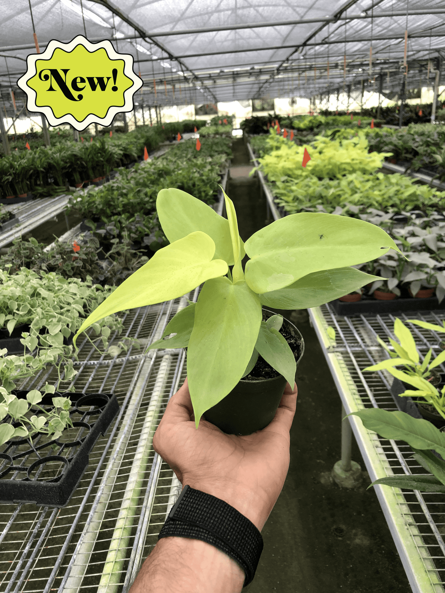 Philodendron 'Gold Violin' - Plantonio