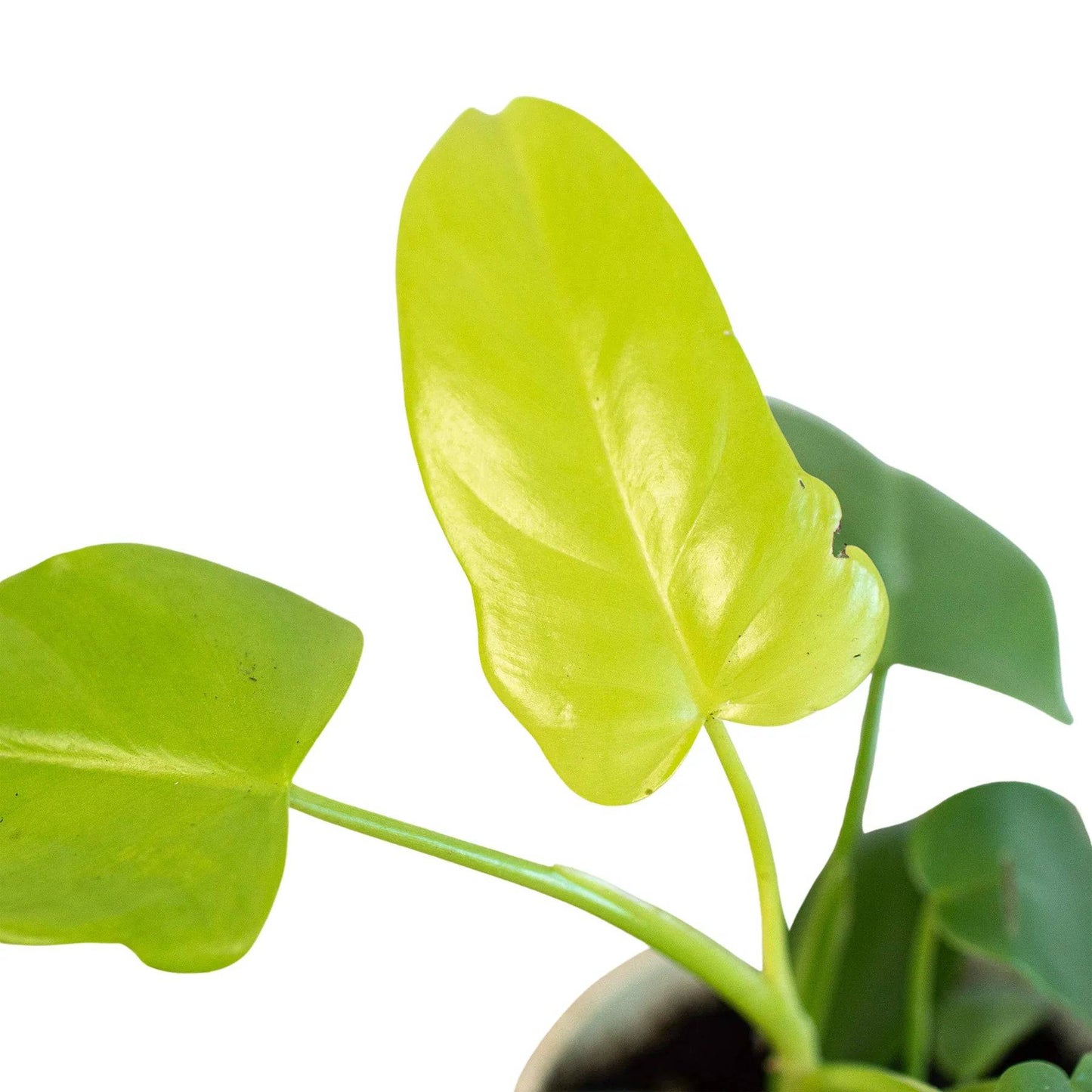 Philodendron 'Gold Violin' - Plantonio