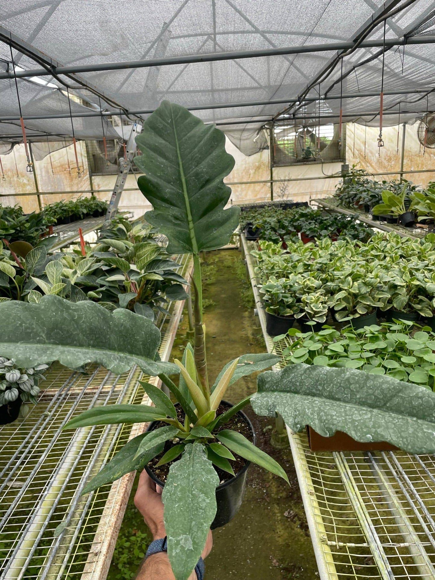 Philodendron 'Jungle Boogie' - Plantonio