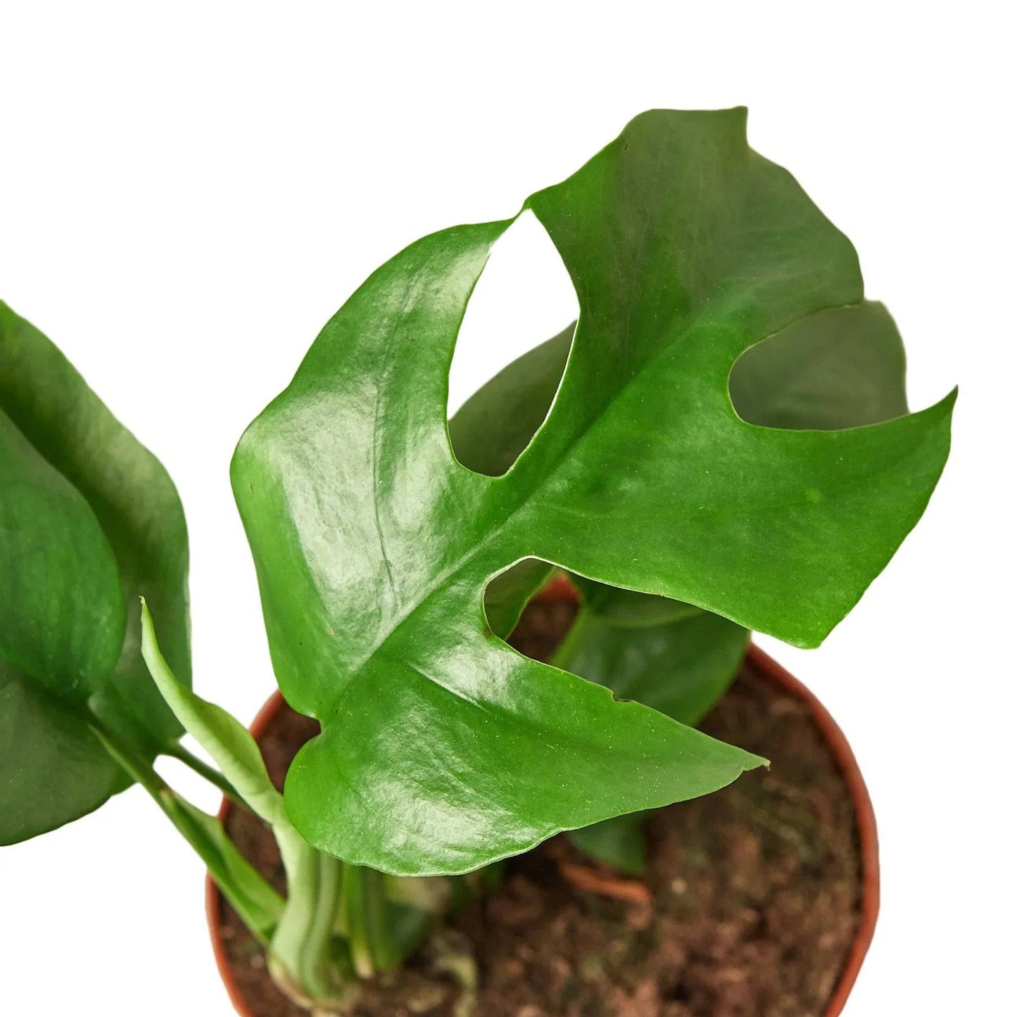 Philodendron Mini Monstera Minima - Plantonio