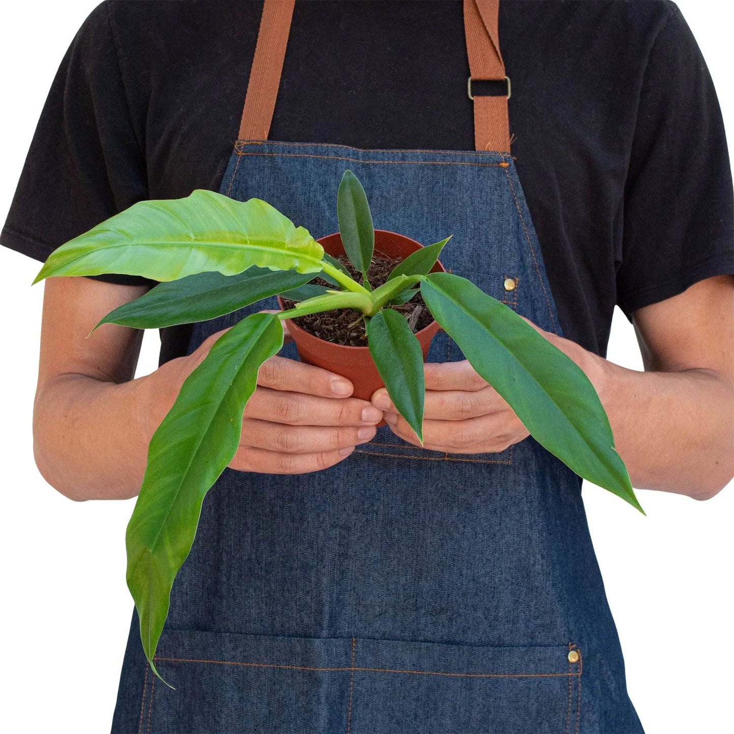 Philodendron 'Narrow Escape' - Plantonio