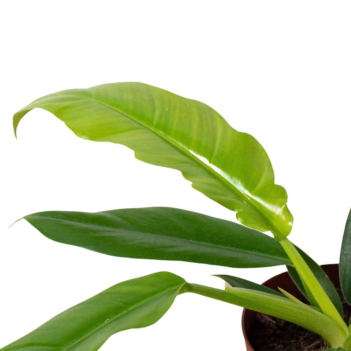 Philodendron 'Narrow Escape' - Plantonio