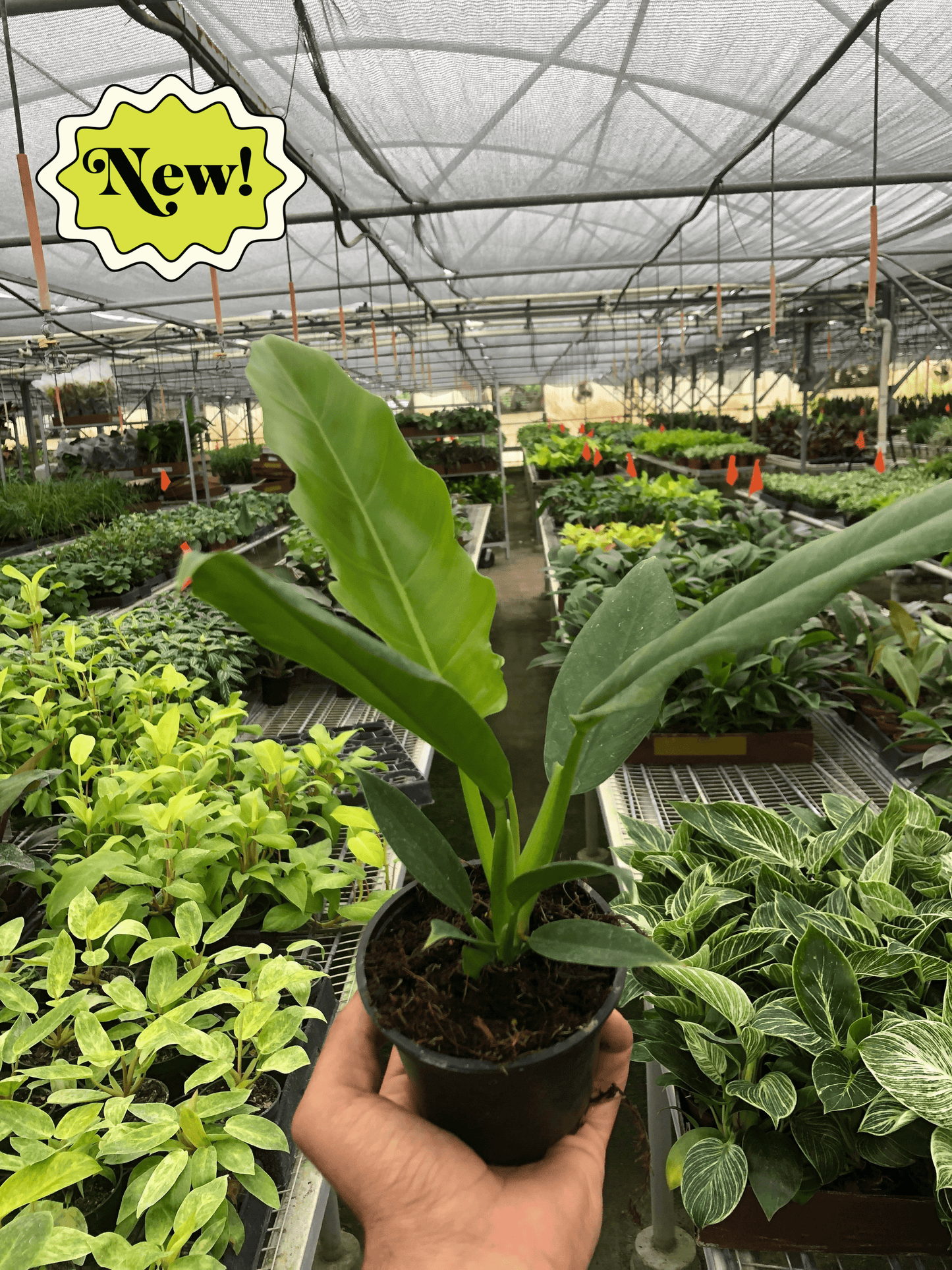 Philodendron 'Narrow Escape' - Plantonio