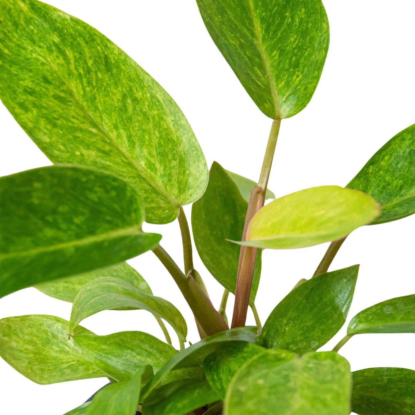 Philodendron 'Painted Lady' - Plantonio