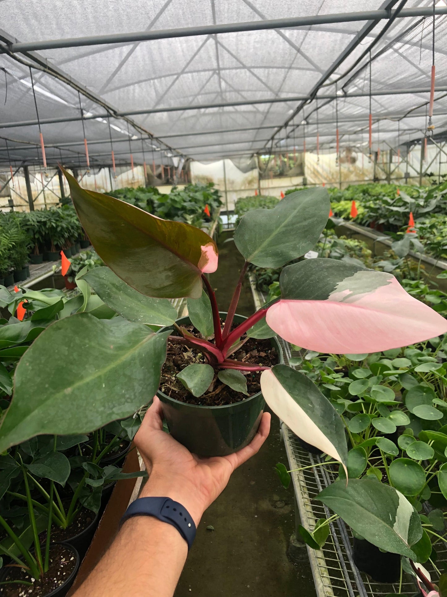 Philodendron 'Pink Princess' - Plantonio