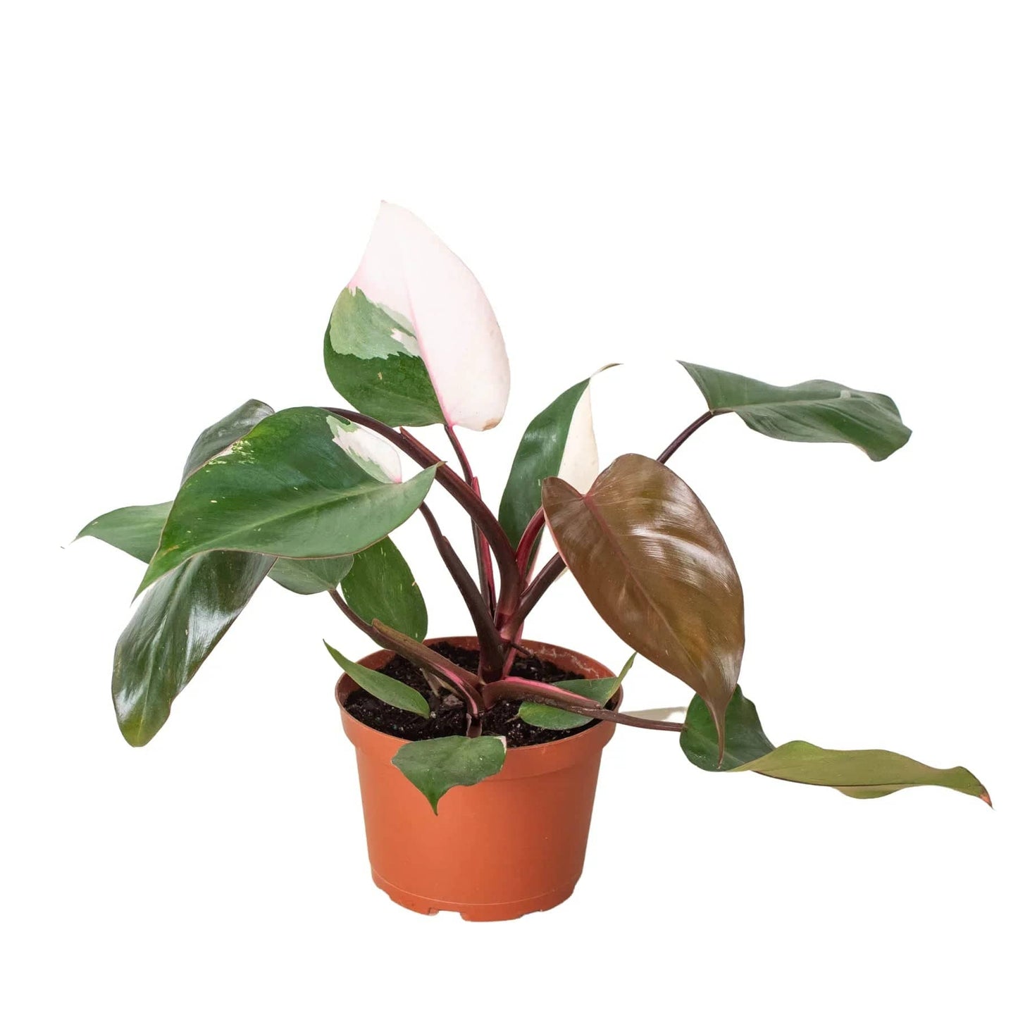 Philodendron 'Pink Princess' - Plantonio