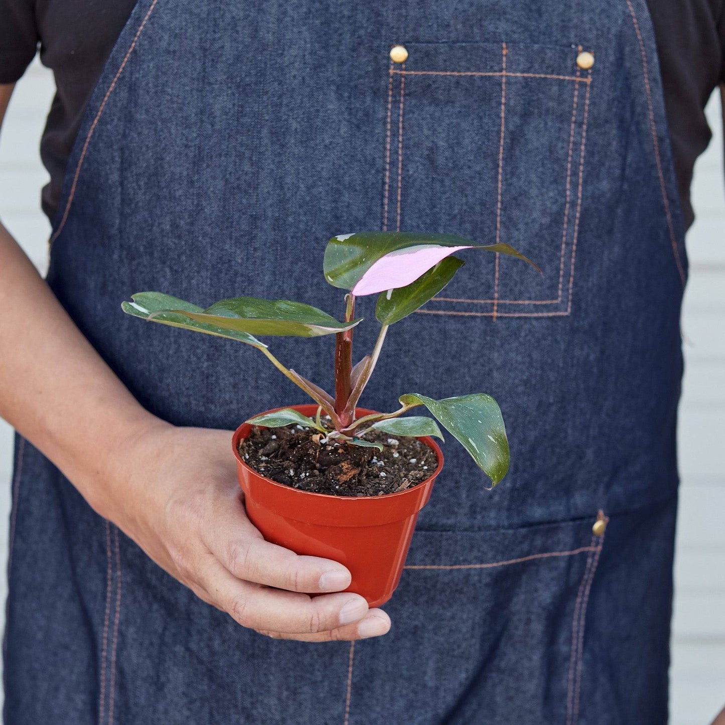 Philodendron 'Pink Princess' - Plantonio
