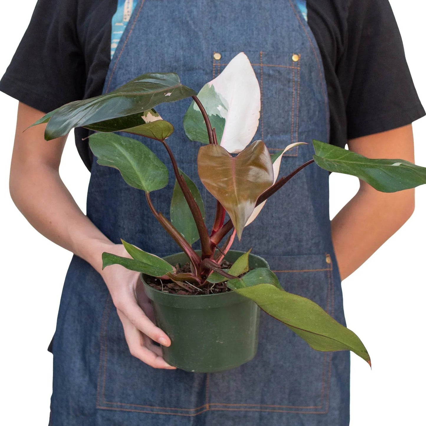 Philodendron 'Pink Princess' - Plantonio