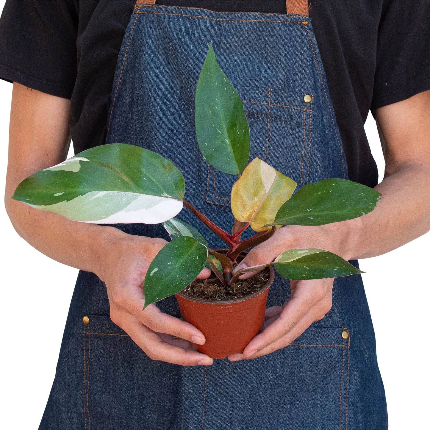 Philodendron 'Pink Princess' - Plantonio