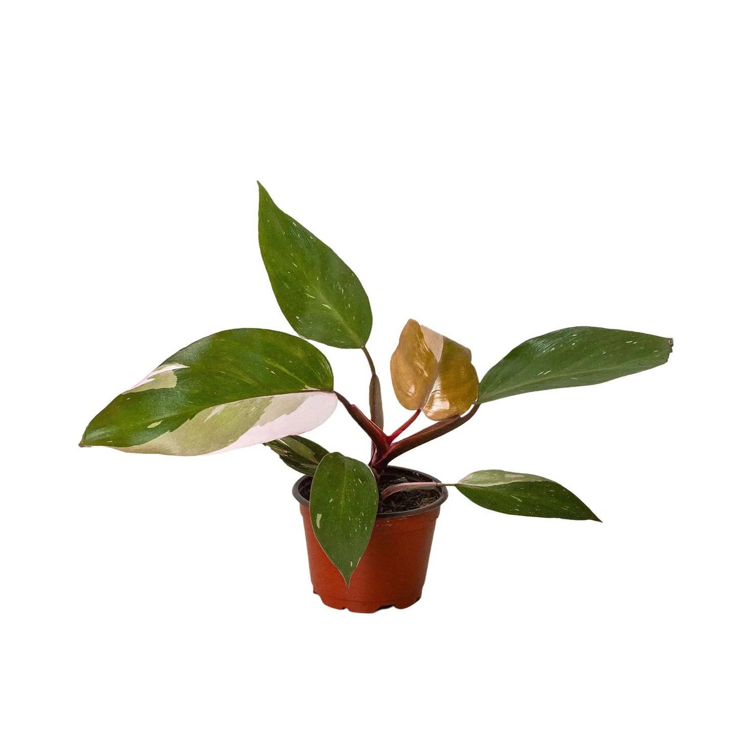 Philodendron 'Pink Princess' - Plantonio