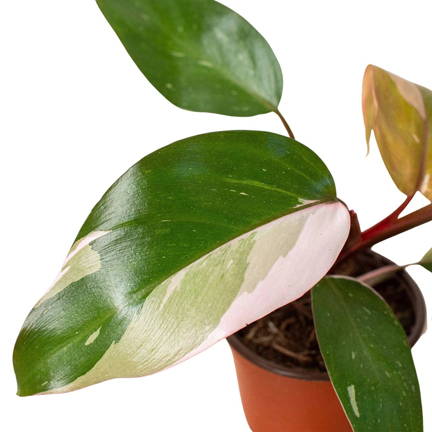 Philodendron 'Pink Princess' - Plantonio