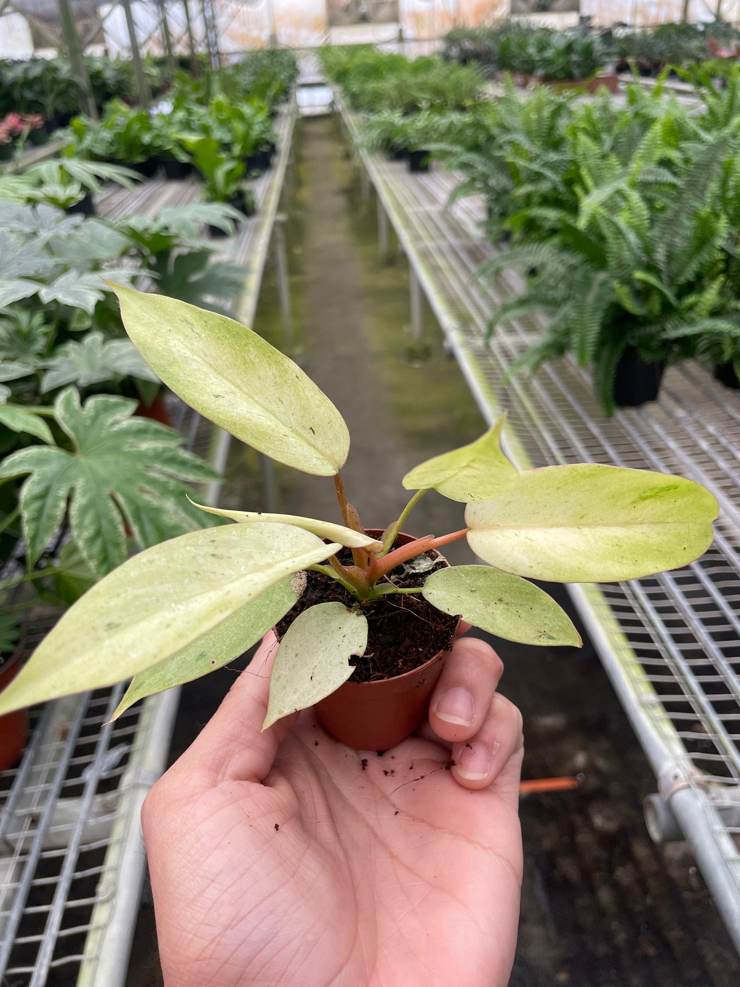 Philodendron 'Snowdrift' - Plantonio