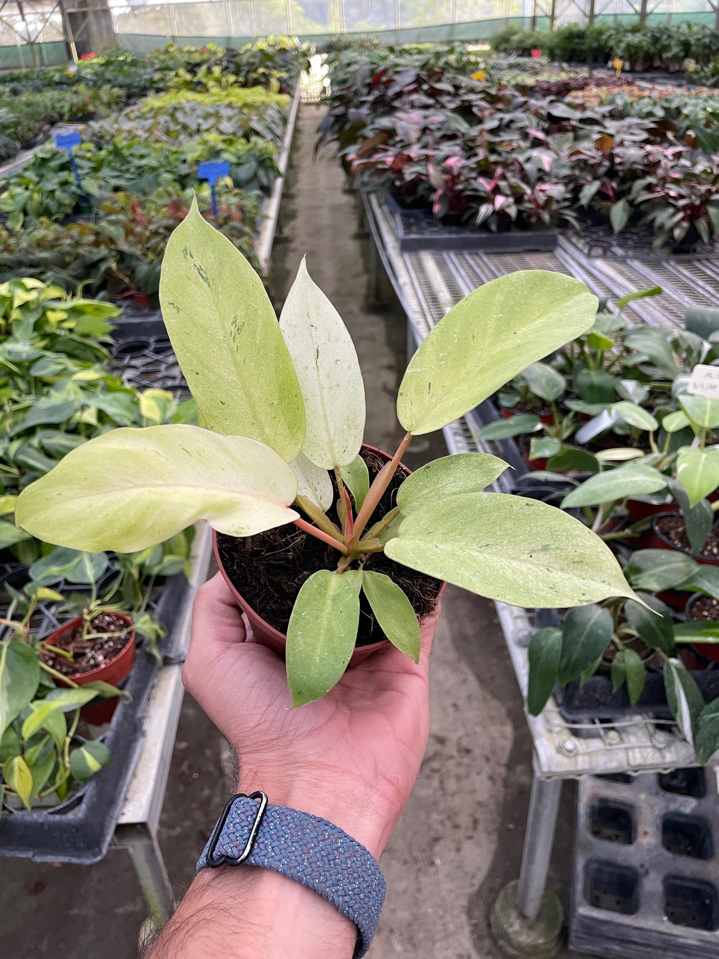 Philodendron 'Snowdrift' - Plantonio