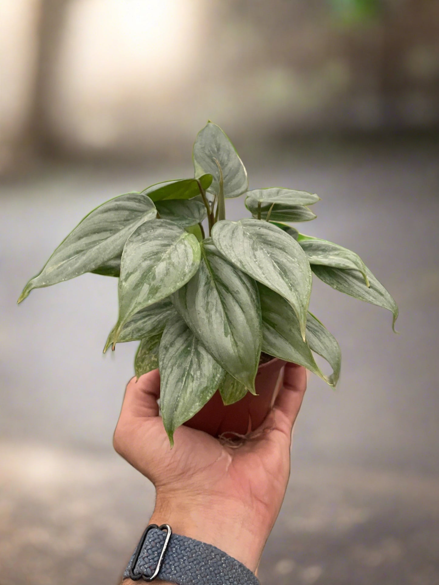 Philodendron 'Sodiroi' - Plantonio