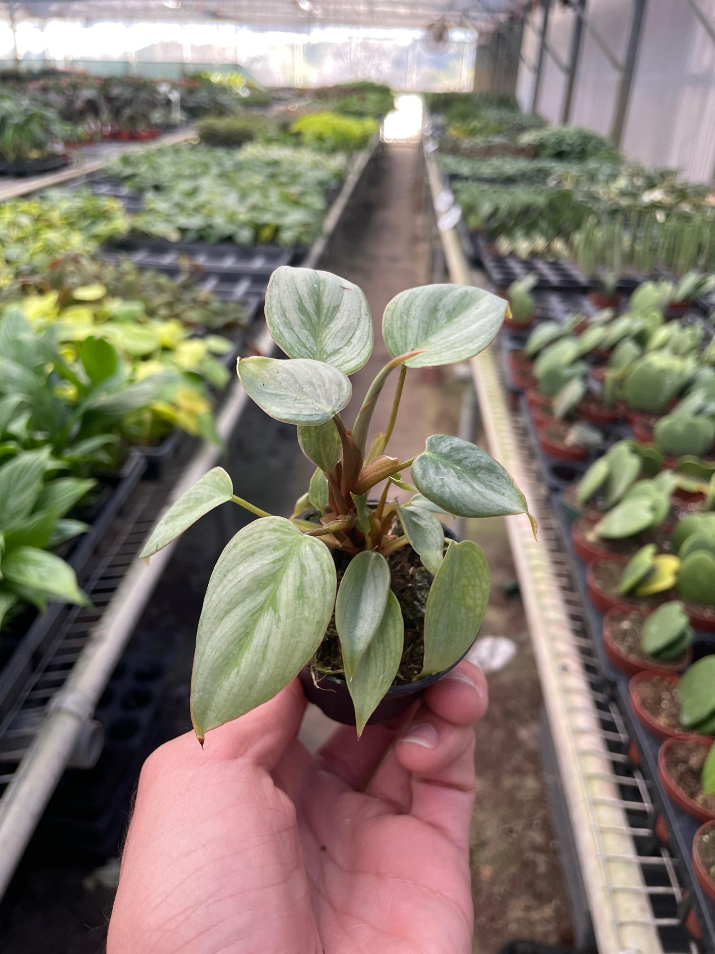 Philodendron 'Sodiroi' - Plantonio