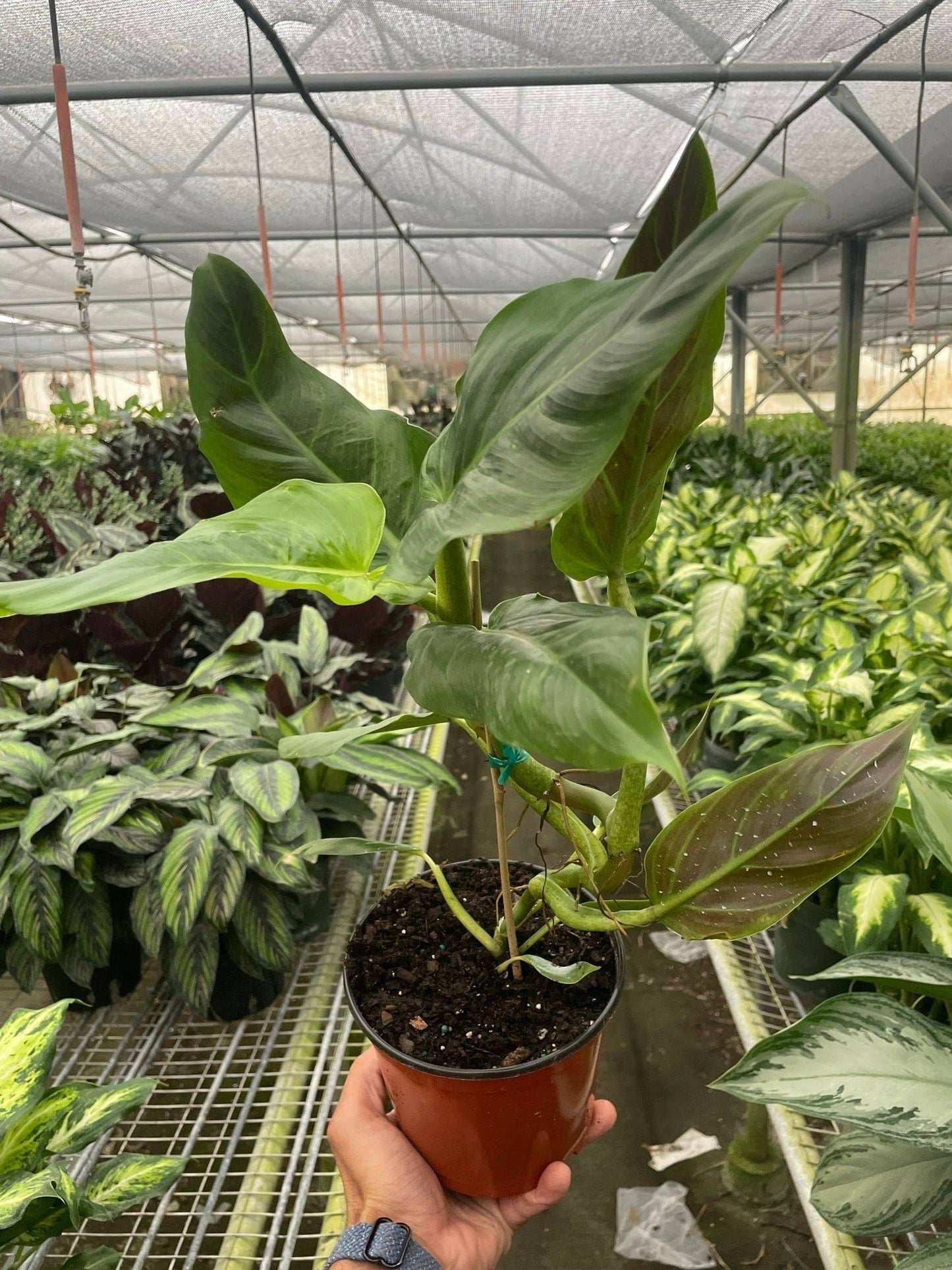 Philodendron Subhastatum - Plantonio