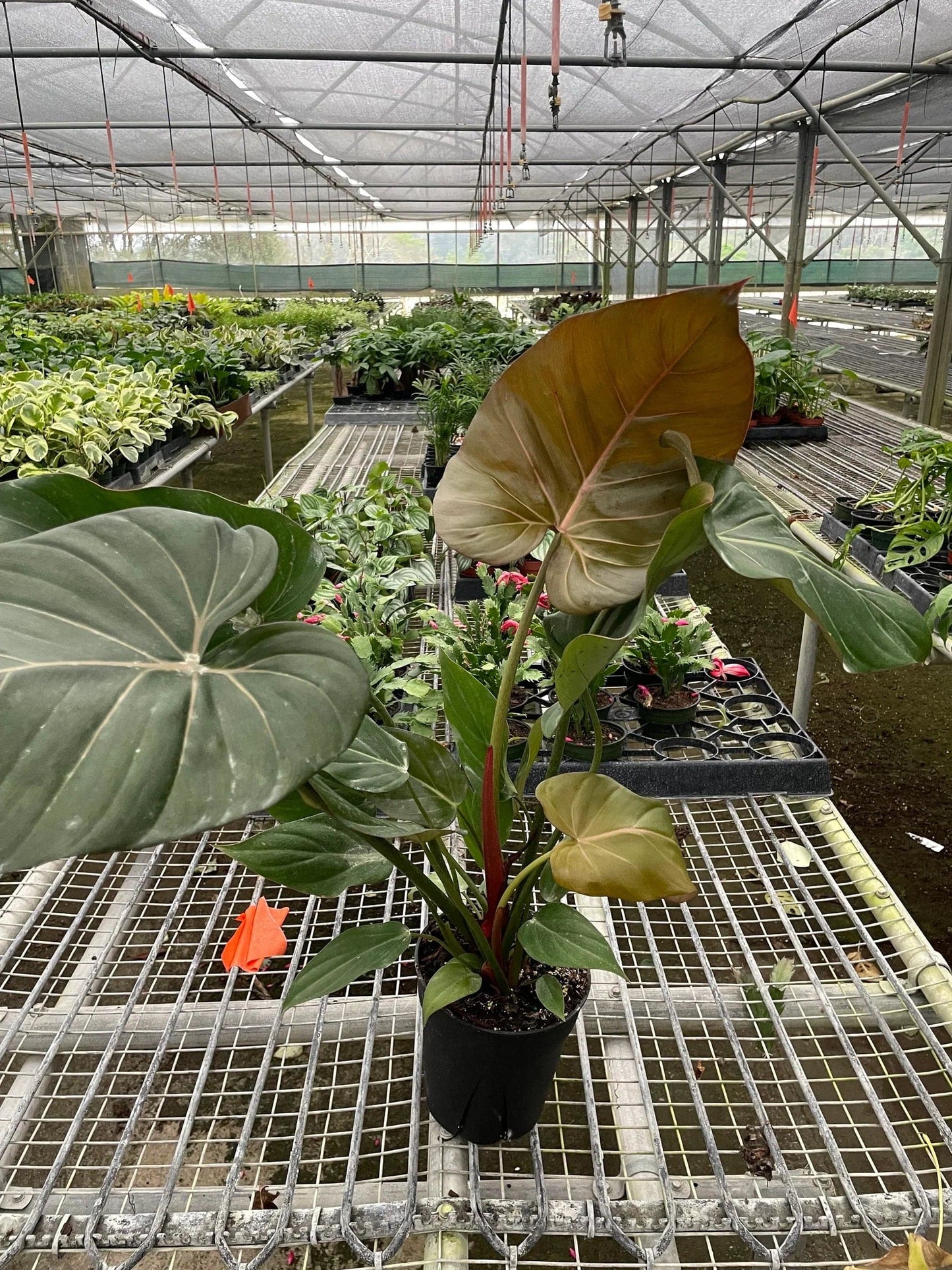 Philodendron 'Summer Glory' - Plantonio