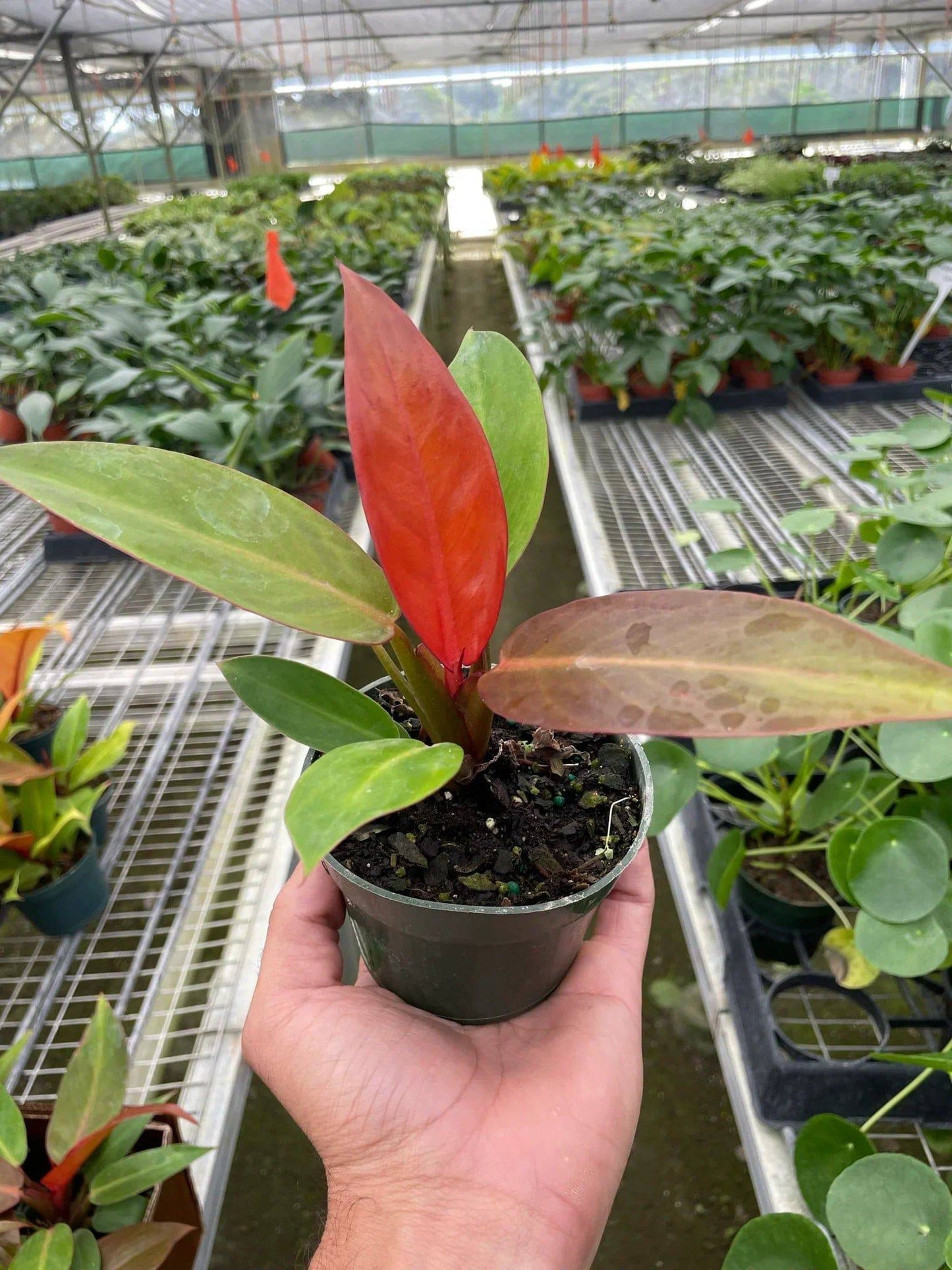 Philodendron 'Sun Red' - Plantonio