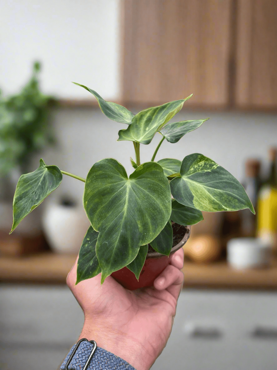 Philodendron 'Verrucosum' - Plantonio