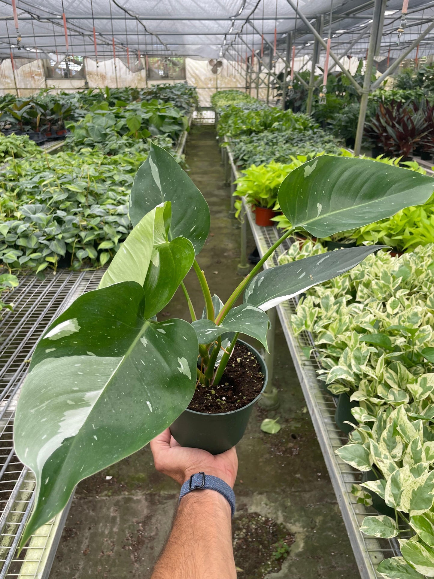 Philodendron 'White Princess' - Plantonio