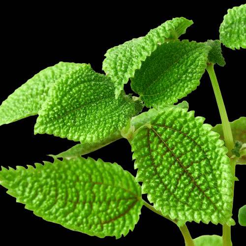 Pilea 'Moon Valley' - 4" Pot - Plantonio