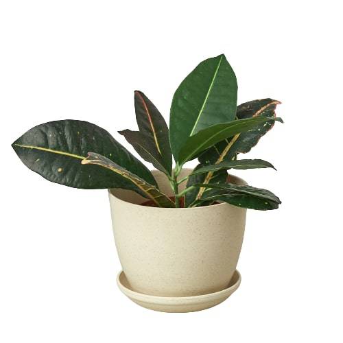 Plant Fiber Pot - 6 Inch - Plantonio