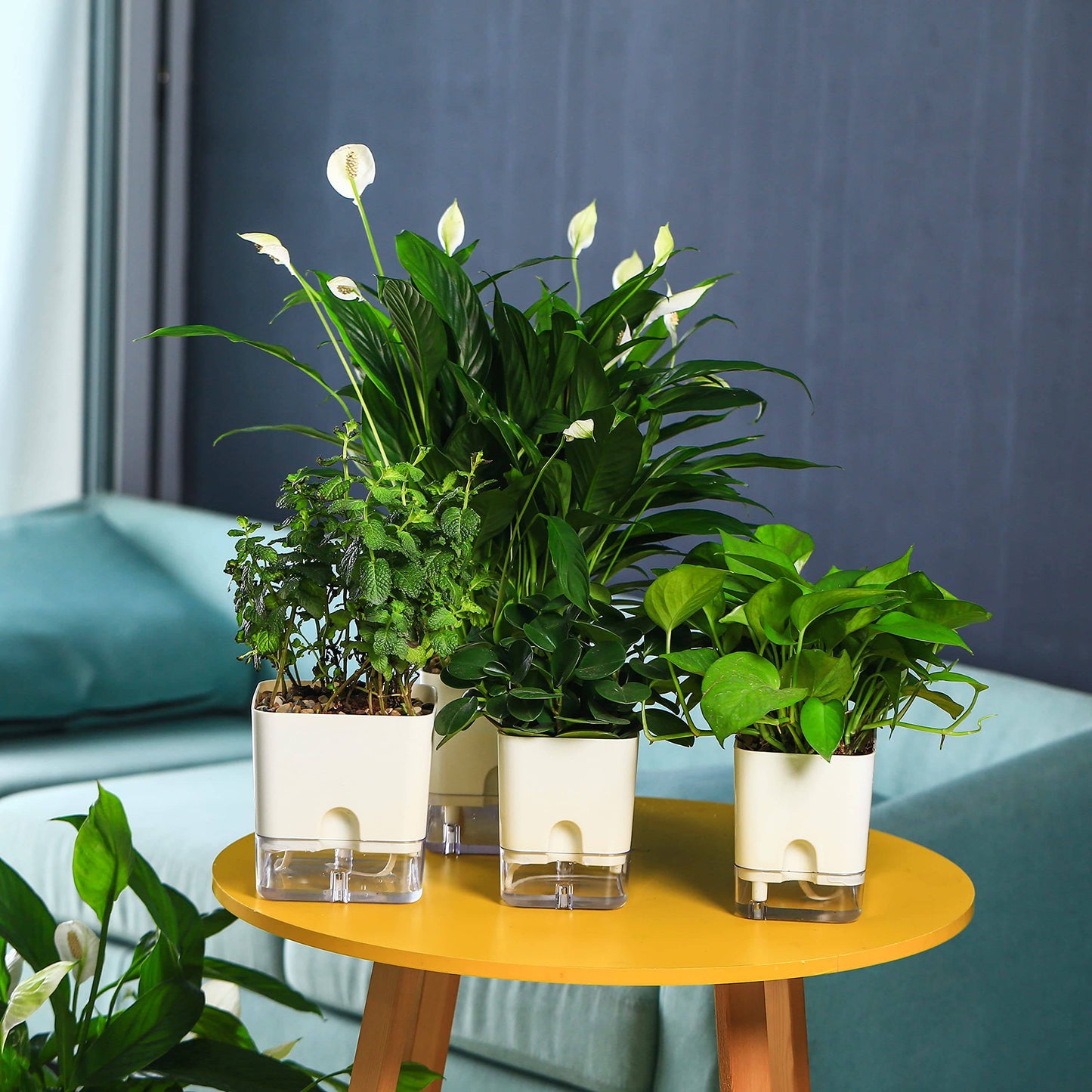 Planterhoma 6 Pack-5.5 Inch Self Watering Plant Pots for Indoor Plants, Square Self-Watering Planters Box Transparent for Devil's Ivy, Spider Plant, Orchid, African Violet - Plantonio