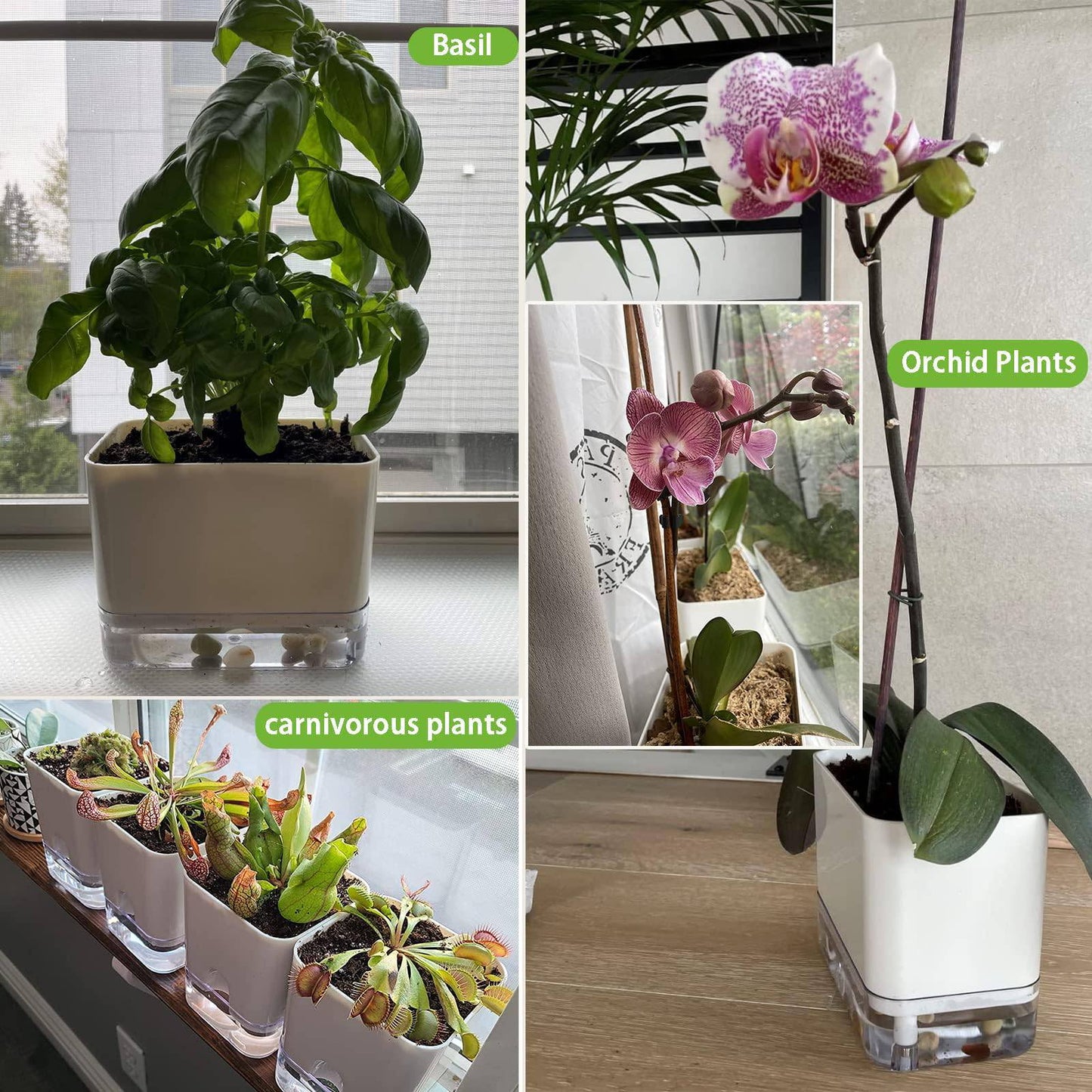 Planterhoma 6 Pack-5.5 Inch Self Watering Plant Pots for Indoor Plants, Square Self-Watering Planters Box Transparent for Devil's Ivy, Spider Plant, Orchid, African Violet - Plantonio