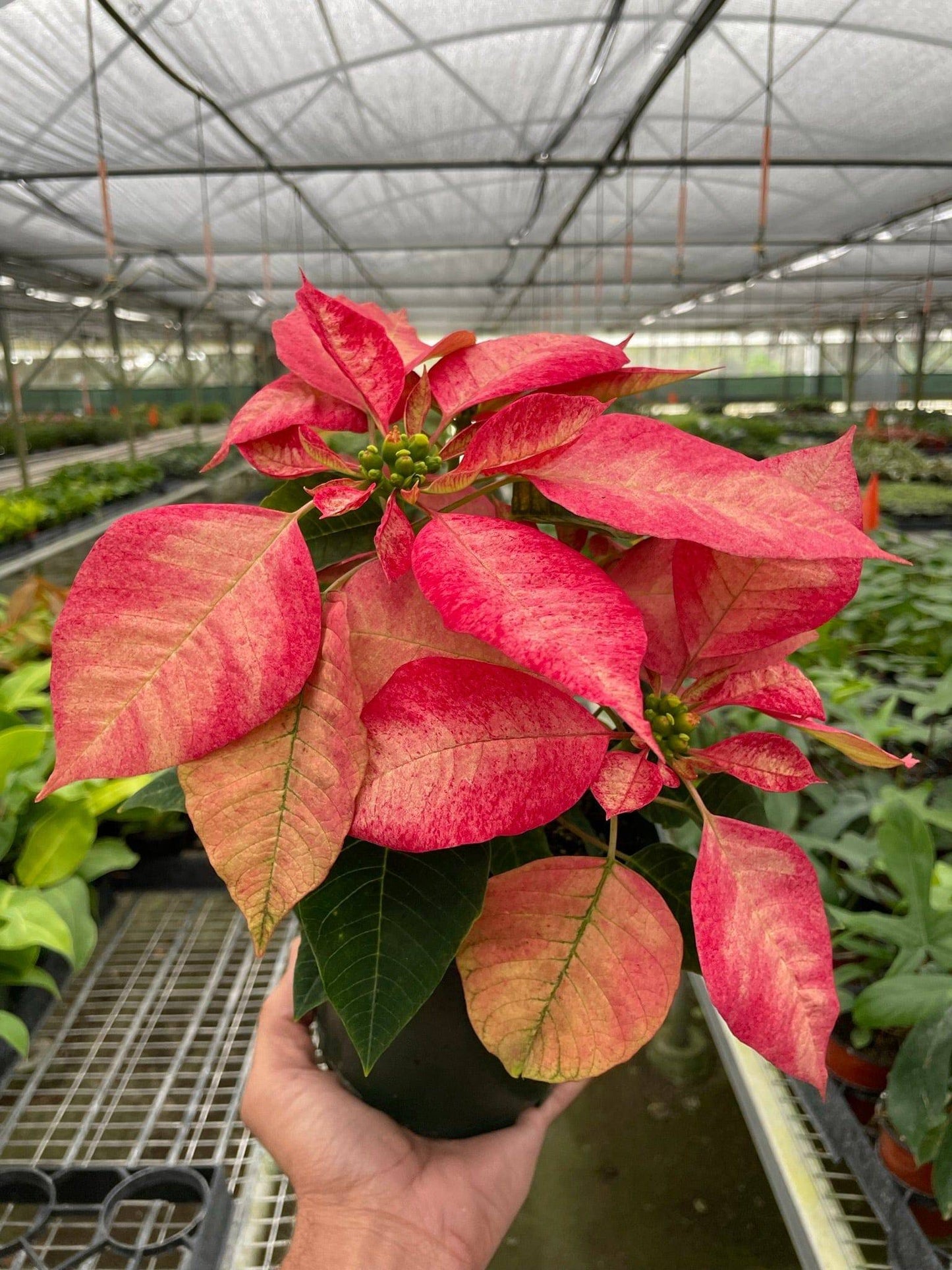Poinsettia 'Ice Crystal' - Plantonio