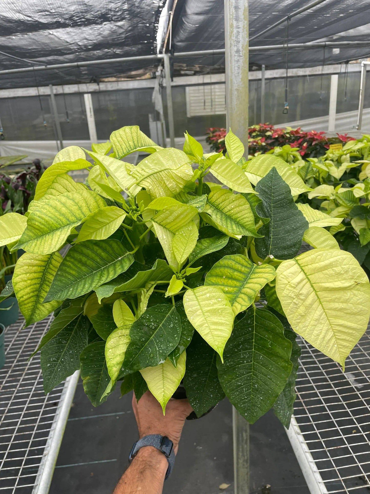 Poinsettia 'White' - Plantonio
