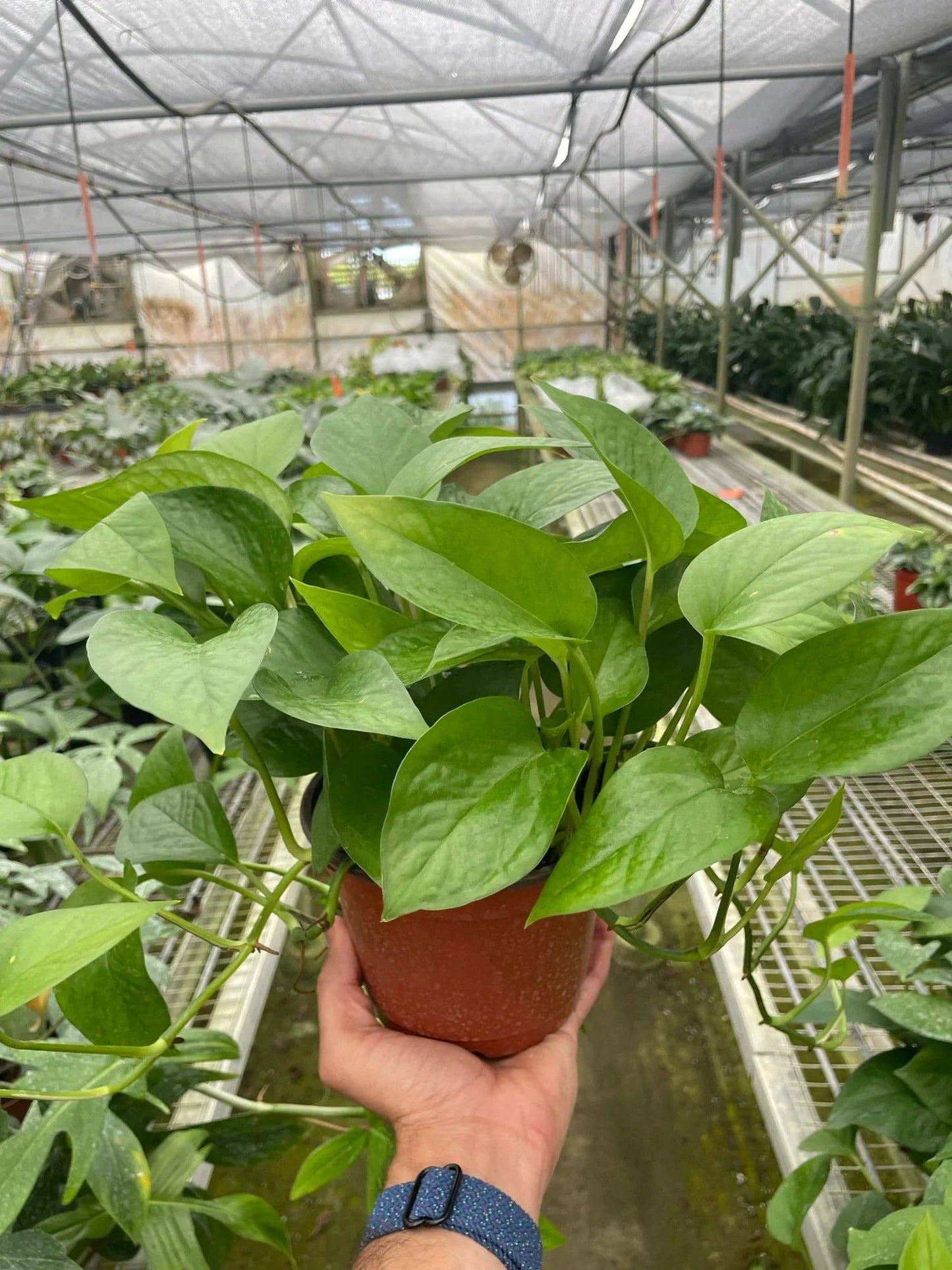 Pothos 'Green Queen' - Plantonio