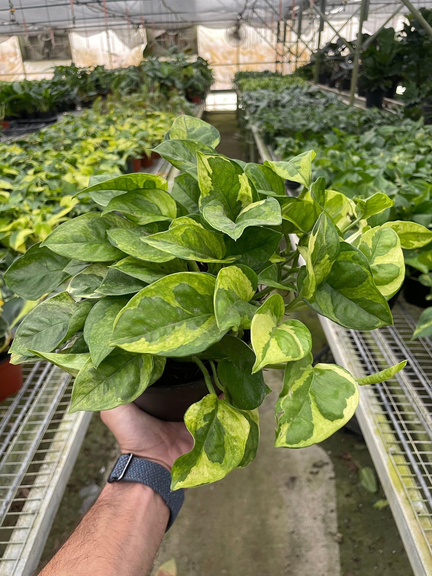 Pothos 'Lemon Meringue' - Plantonio