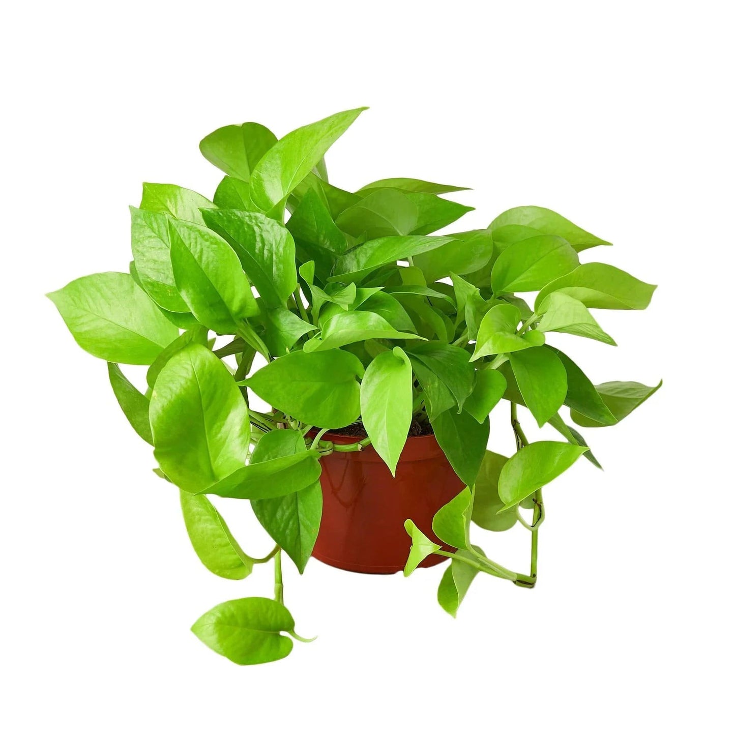 Pothos 'Neon' - Plantonio