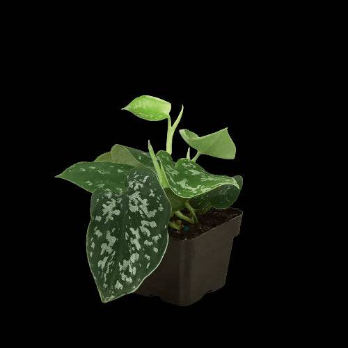 Pothos 'Satin' - Plantonio
