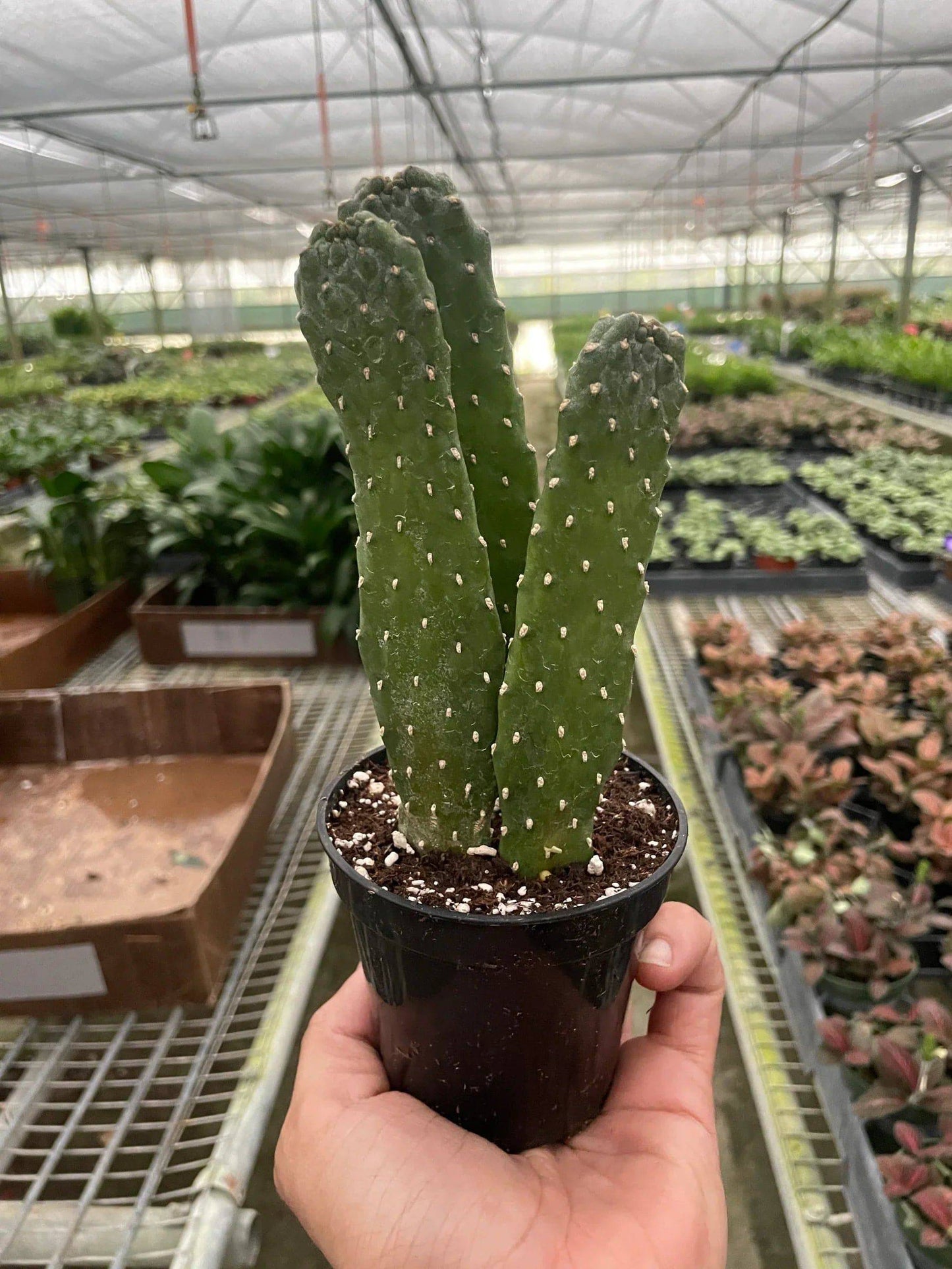 Road Kill Cactus (Consolea rubescens) - Plantonio