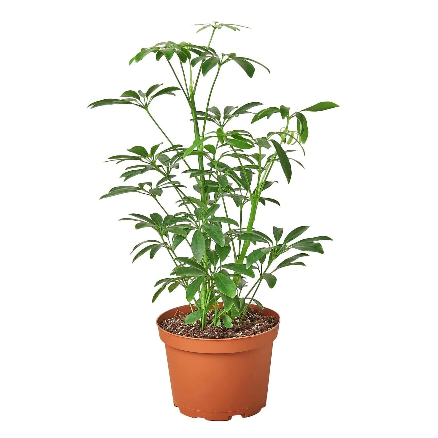 Schefflera Arboricola 'Umbrella' - Plantonio
