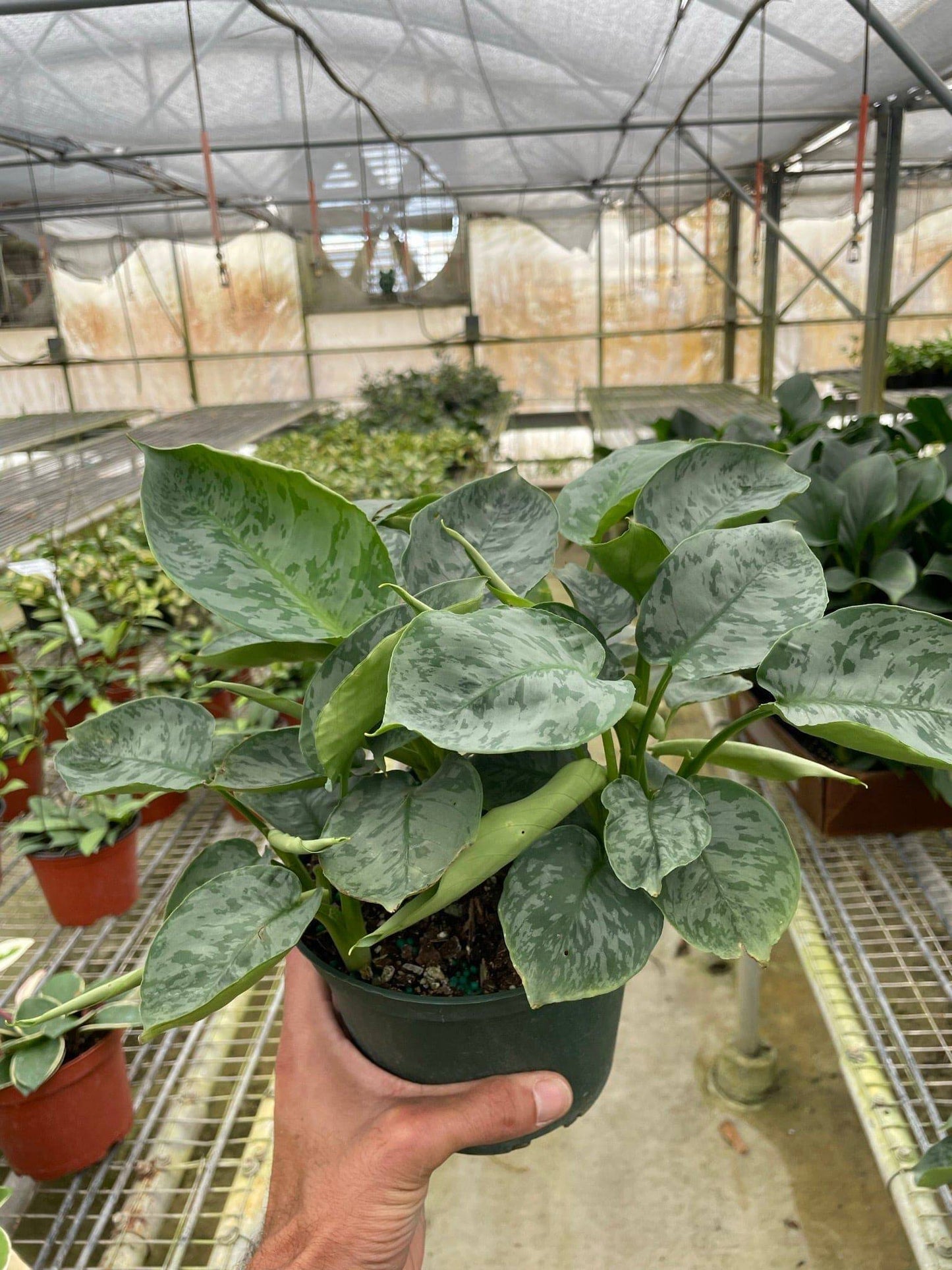 Schismatoglottis 'Sarawak' - Plantonio