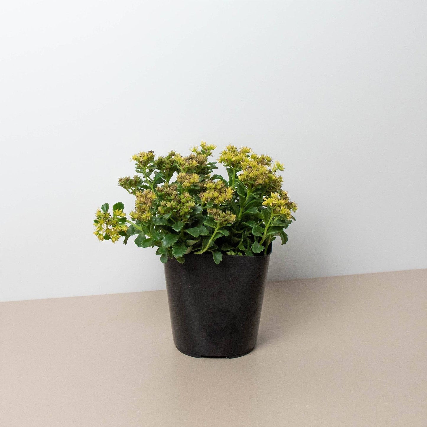 Sedum Little Miss Sunshine - Plantonio