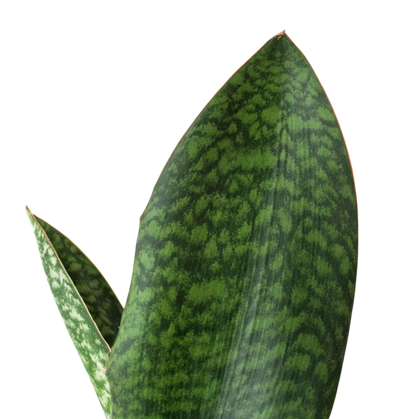 Shark Fin Snake Plant - Plantonio