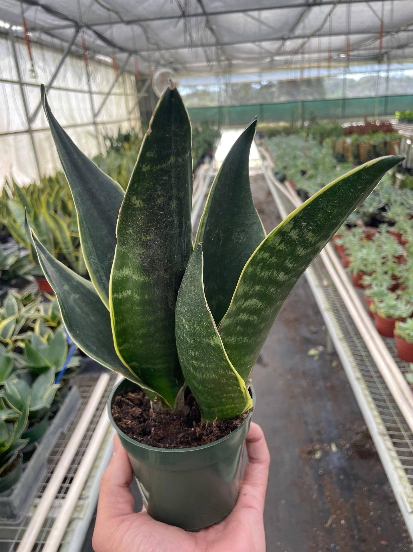 Snake 'Fabi' - Plantonio