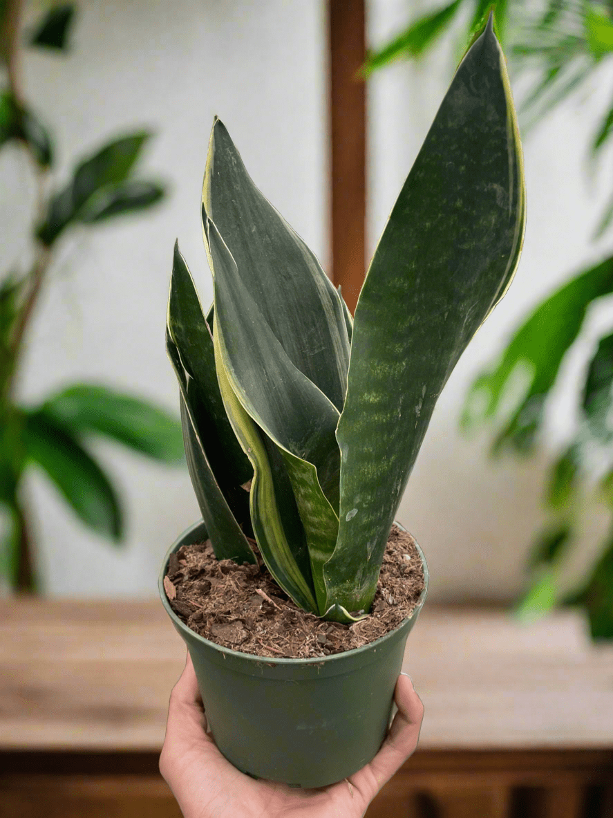 Snake 'Fabi' - Plantonio